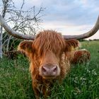 Hochlandrind im flachen Sachsen 