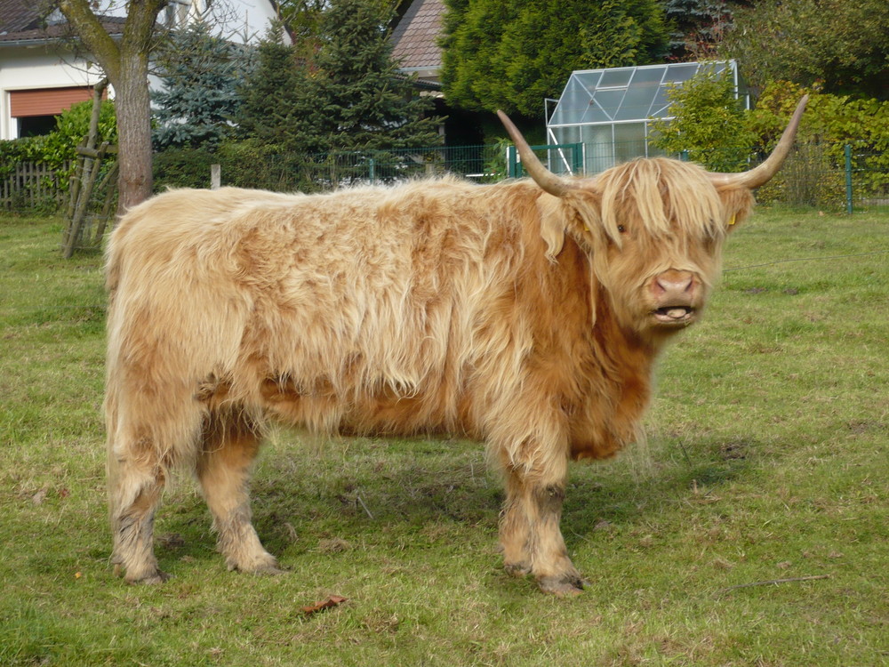 Hochlandrind im Sauerland