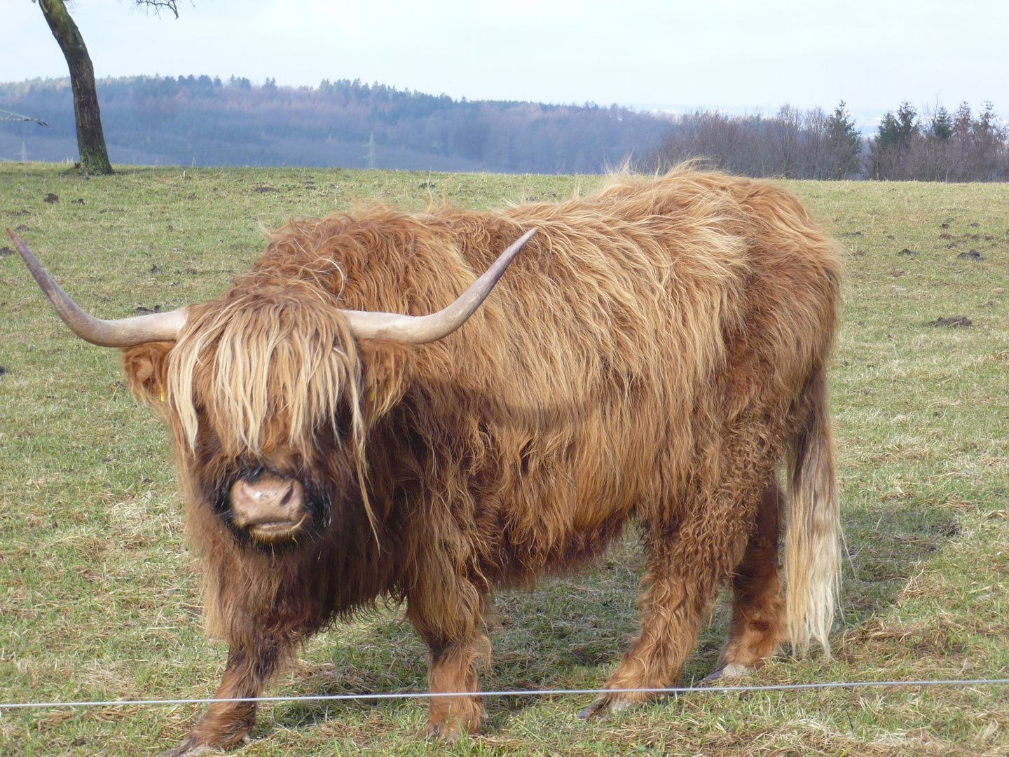 Hochlandrind im Sauerland