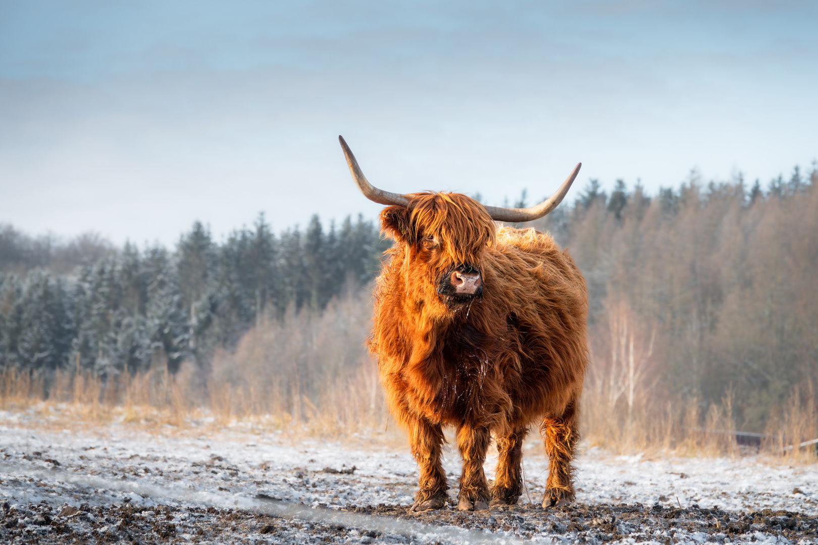 Hochlandrind im Winter