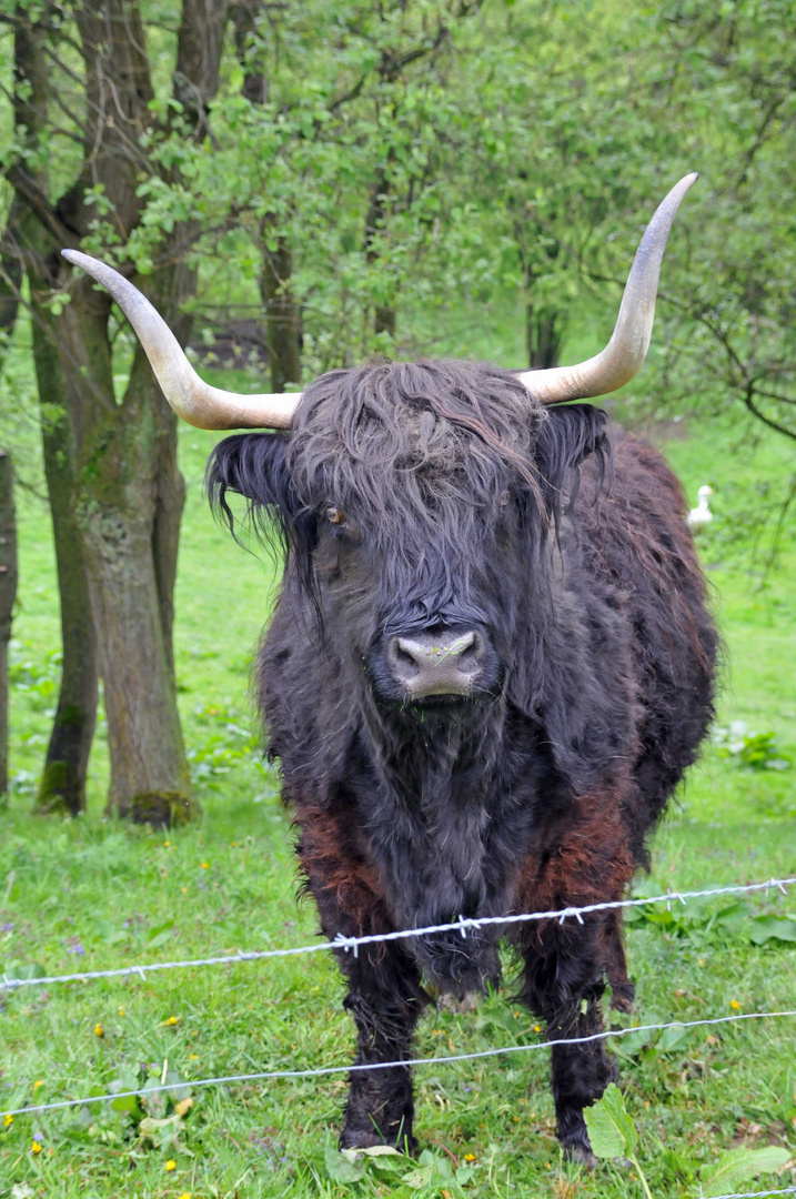 Hochlandrind in Der Eifel bei Vossenack (düren)