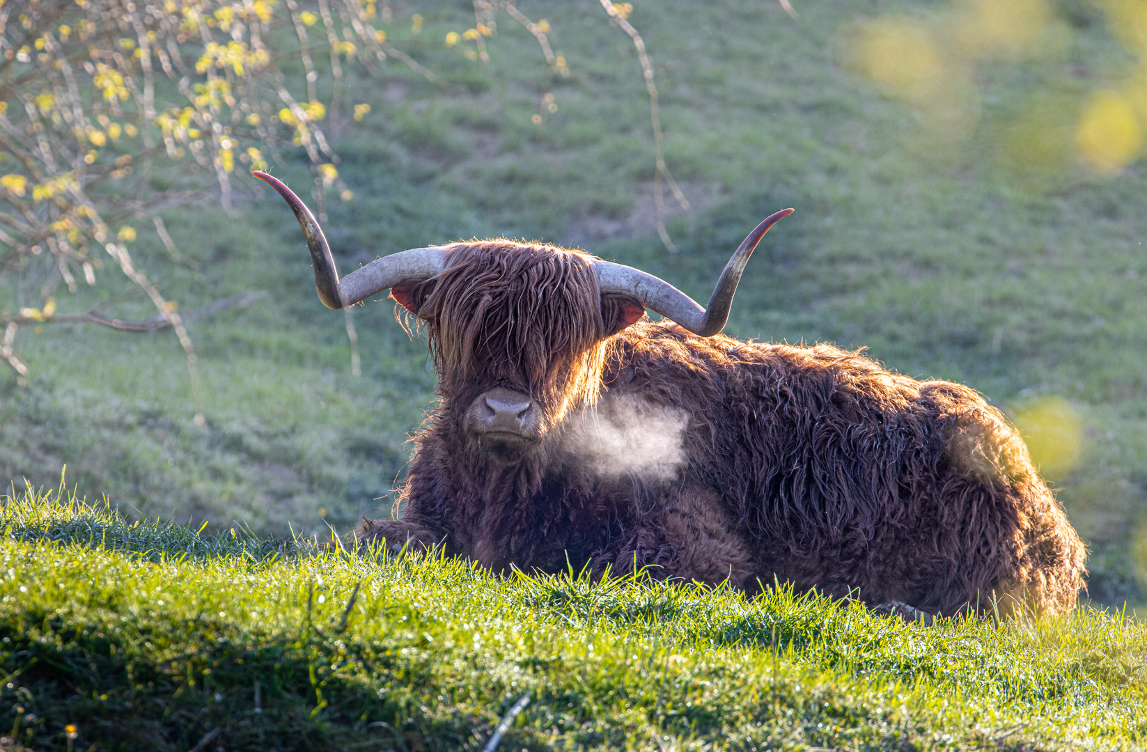 Hochlandrind in der Morgensonne