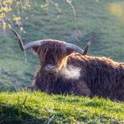 Hochlandrind in der Morgensonne