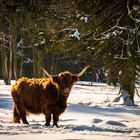 Hochlandrind in Offenhaltung