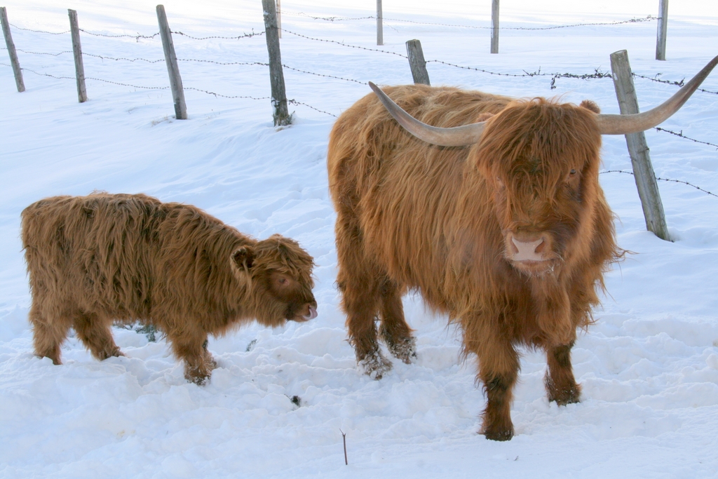 Hochlandrind mit Kalb