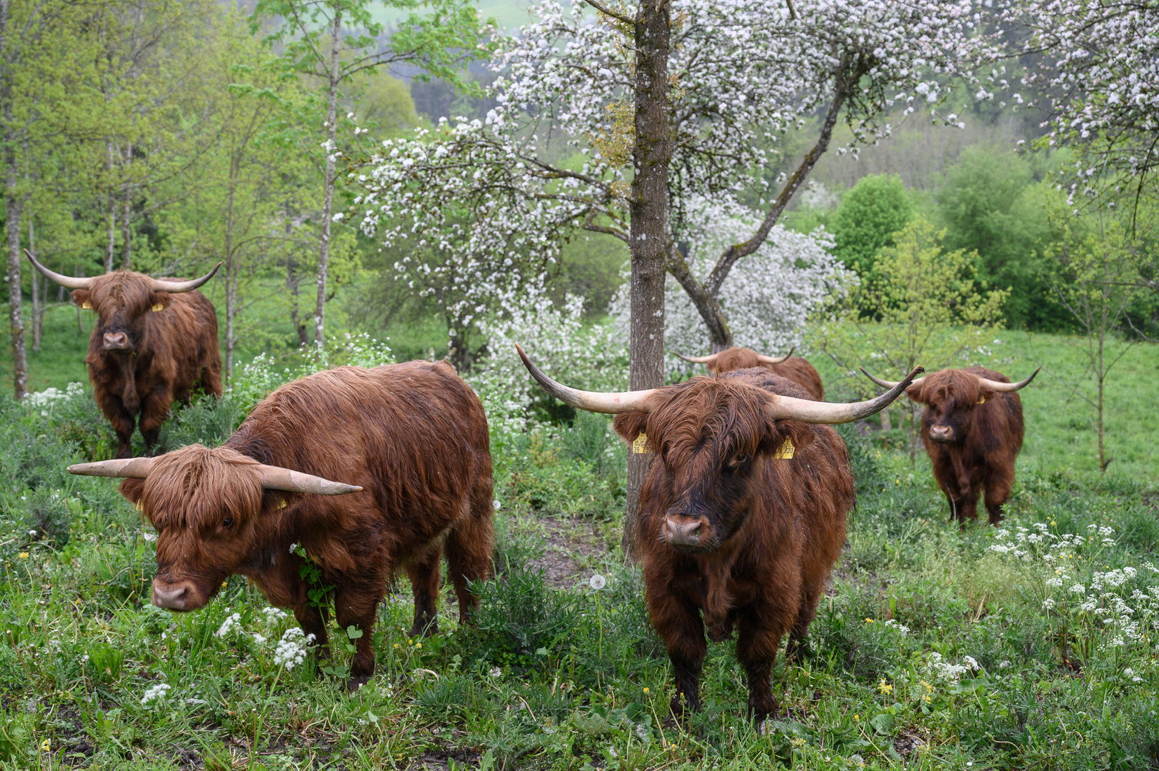 Hochlandrinder Foto & Bild tiere, haustiere, landschaft Bilder auf