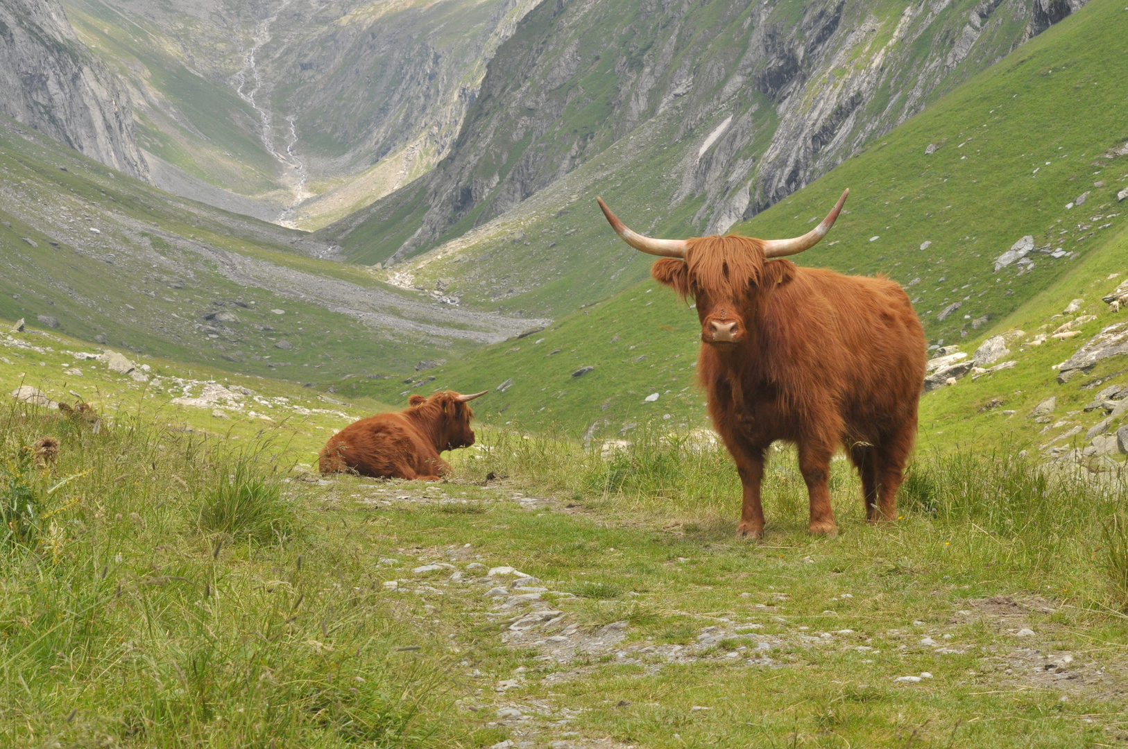 Hochlandrinder