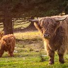 Hochlandrinder als Landschaftspfleger