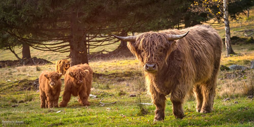 Hochlandrinder als Landschaftspfleger