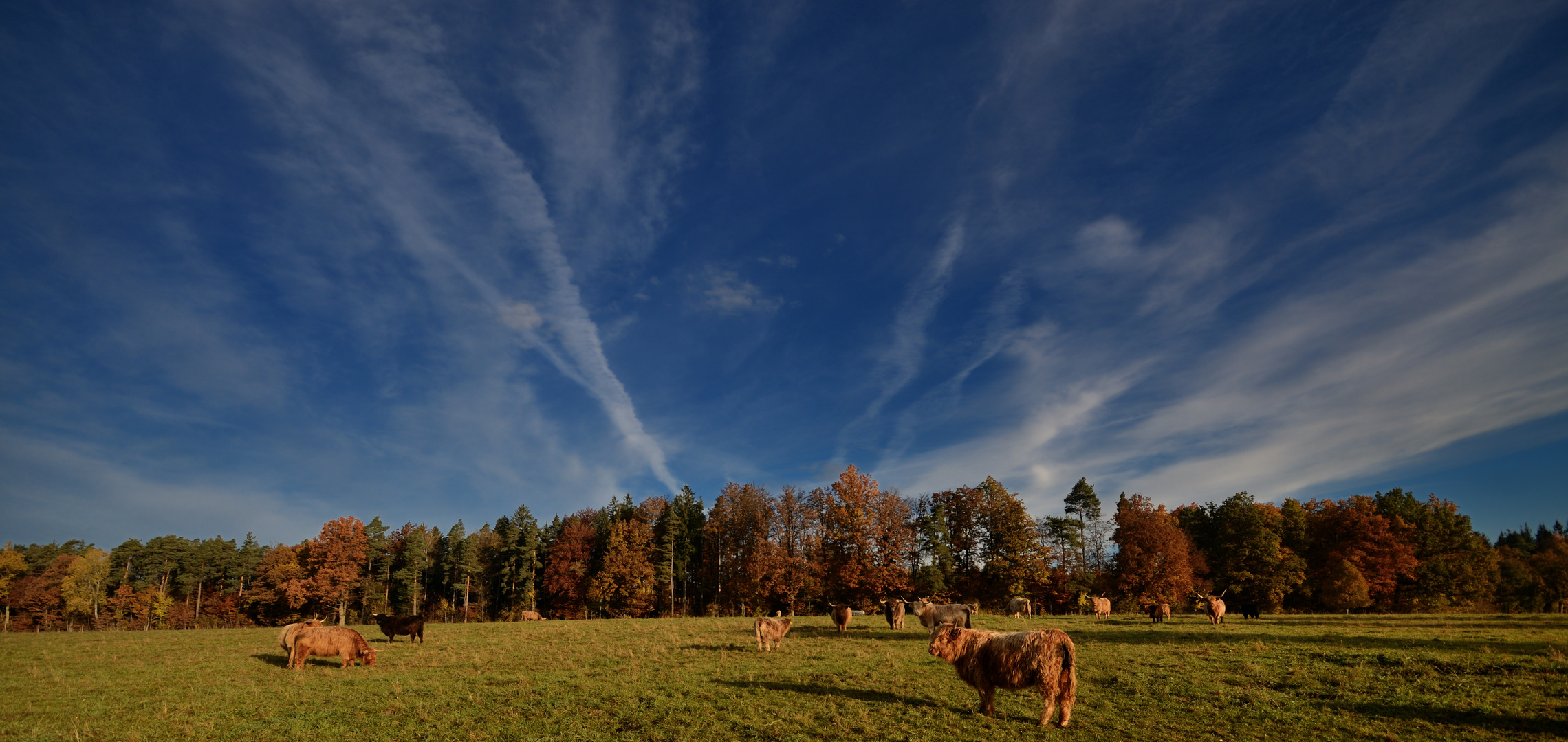 Hochlandrinder auf der Herbstweide