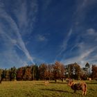 Hochlandrinder auf der Herbstweide