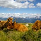 Hochlandrinder auf der Villanderer Alm