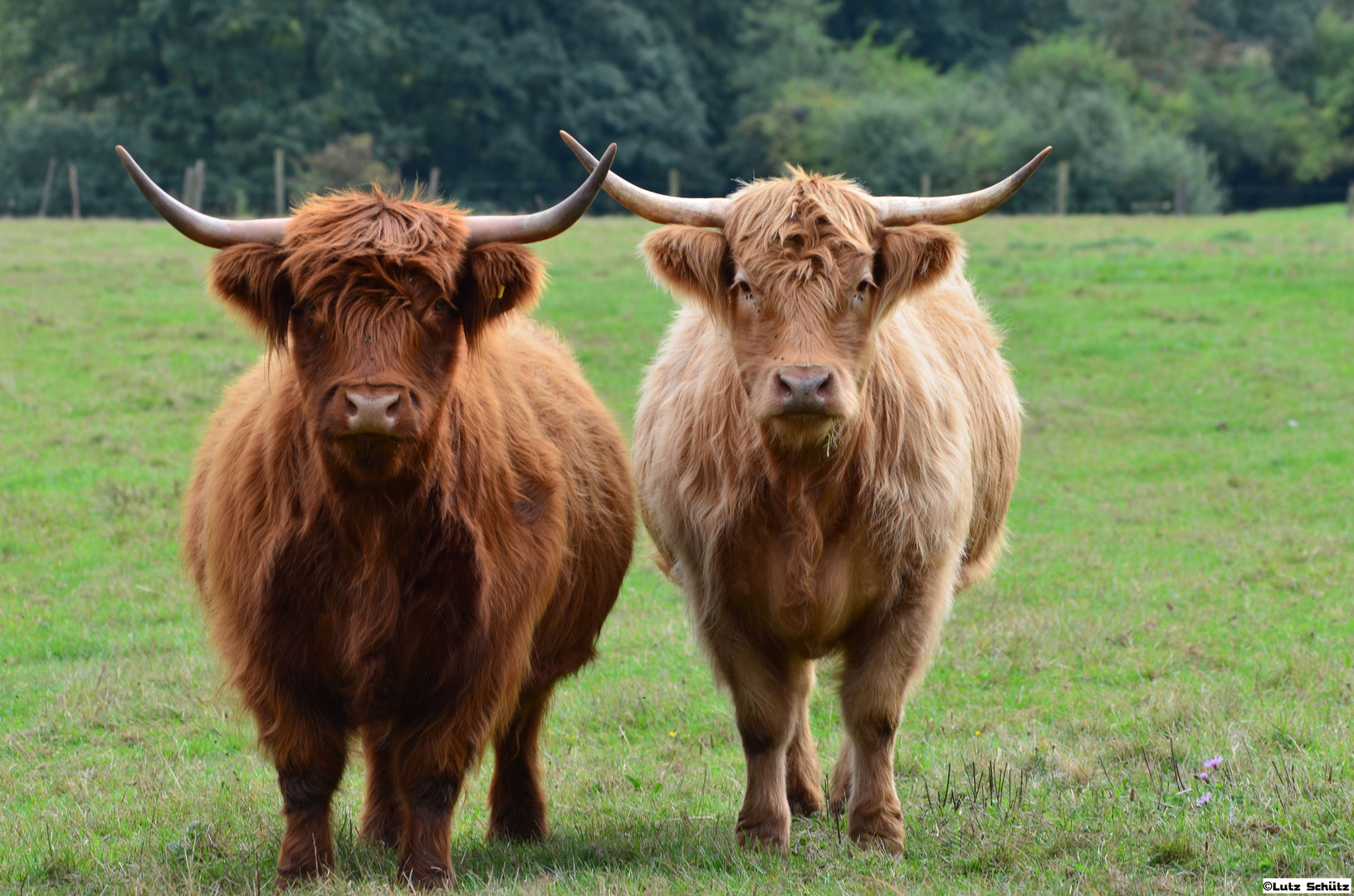 Hochlandrinder foto bild tiere tierfreundschaften hochlandrinder