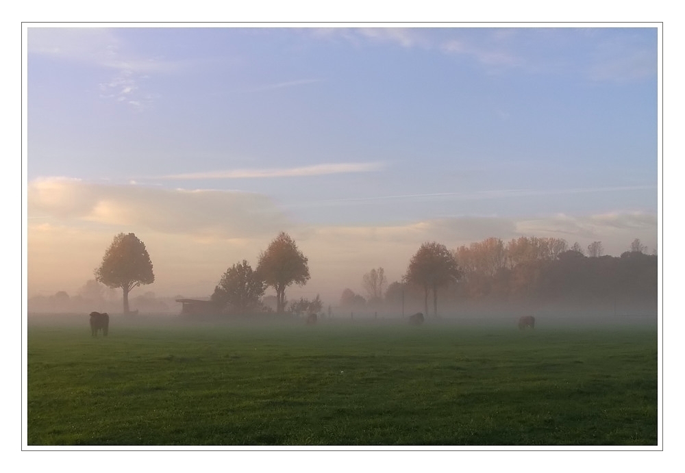 Hochlandrinder im Flachland