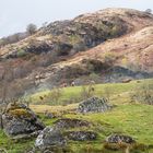 Hochlandrinder im Glen Dochart