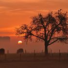 Hochlandrinder im nebeligen Sonnenaufgang