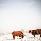 Hochlandrinder im Schnee