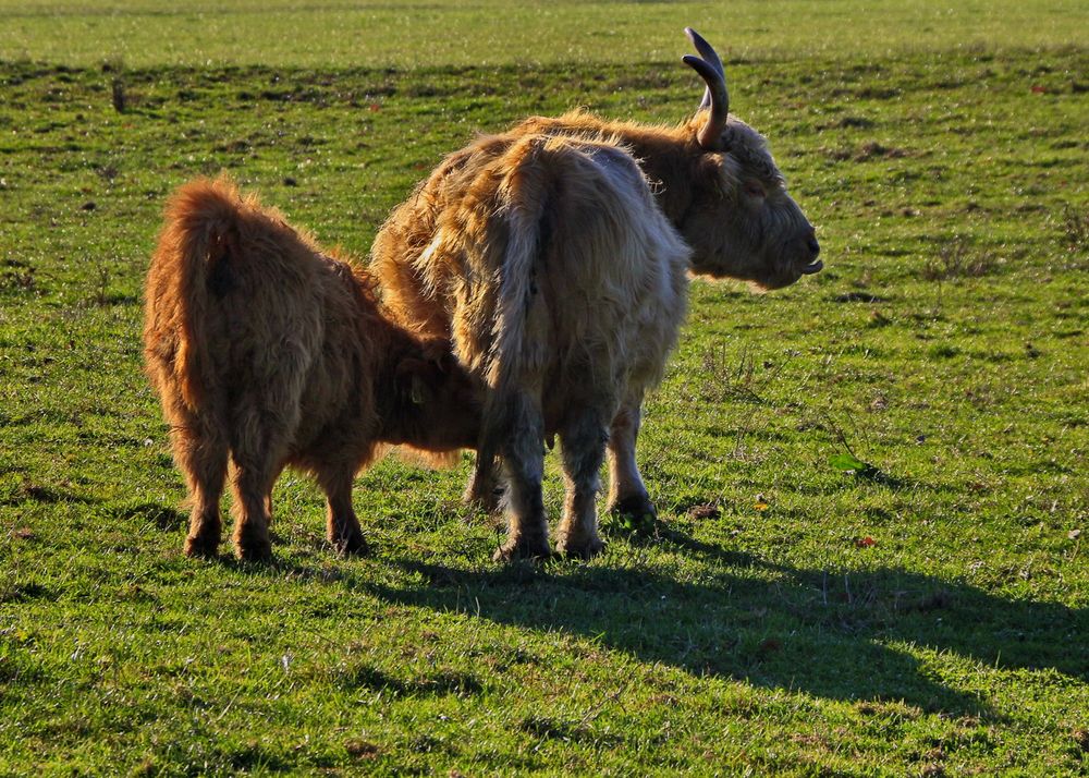 Hochlandrinder in Niederbayern