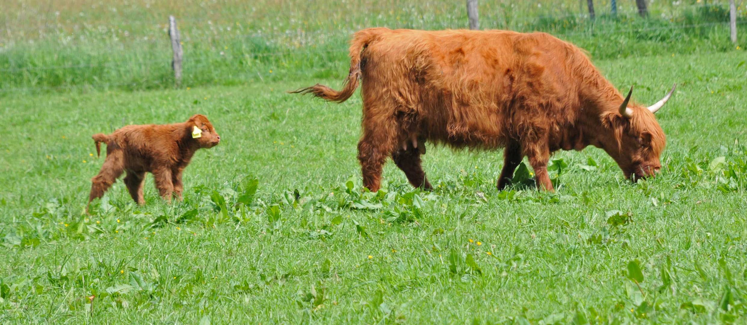 Hochlandrinder mit baby in Eifel ..bei Simmerath.