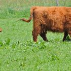 Hochlandrinder mit baby in Eifel ..bei Simmerath.