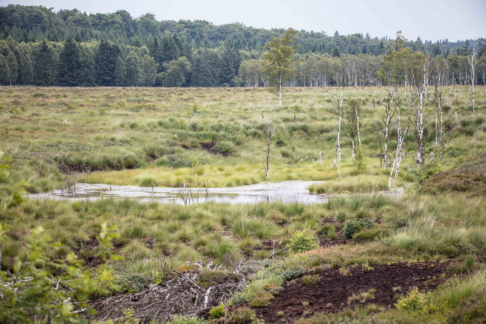 Hochmoor Foto & Bild landschaft, lebensräume, unterwegs Bilder auf