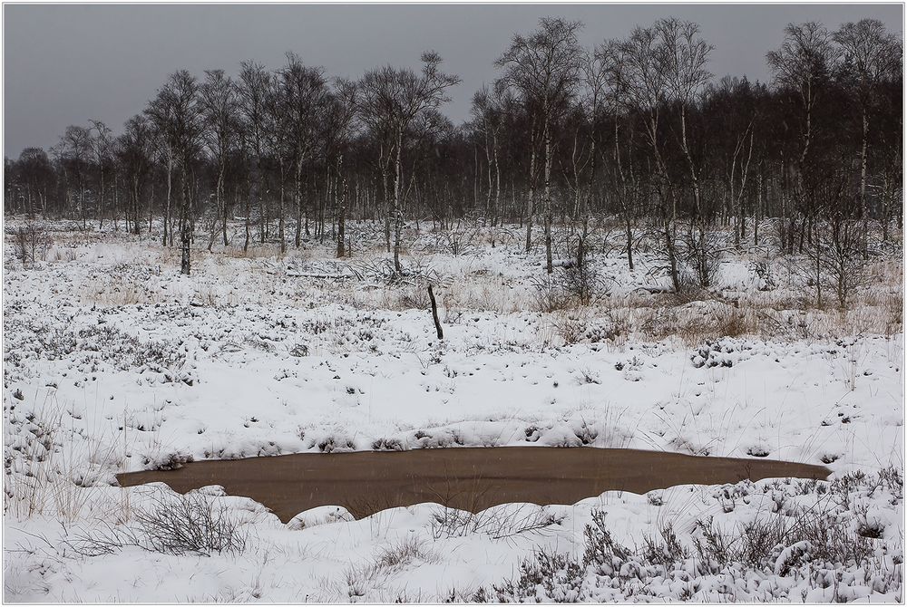 Hochmoor-Auge - so anders... 