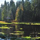 Hochmoor bei Kladska ( Glatze ) - Westböhmen - Tschechien