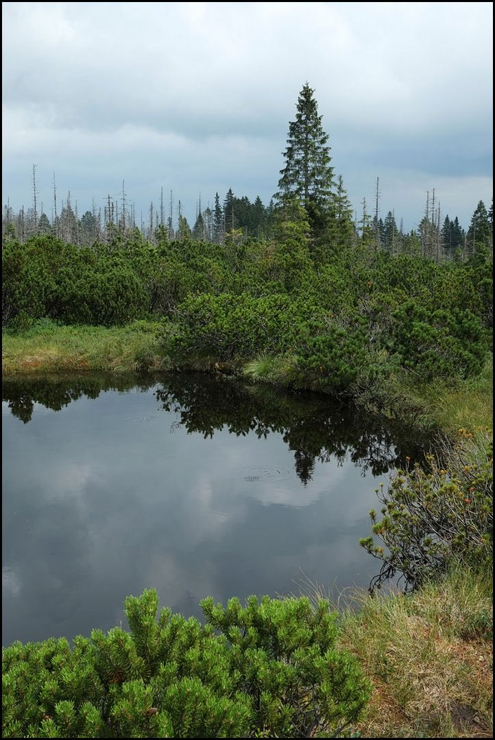 Hochmoor bei Kohlschlag, Buchenau. Bayerischer Wald.