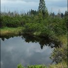 Hochmoor bei Kohlschlag, Buchenau. Bayerischer Wald.