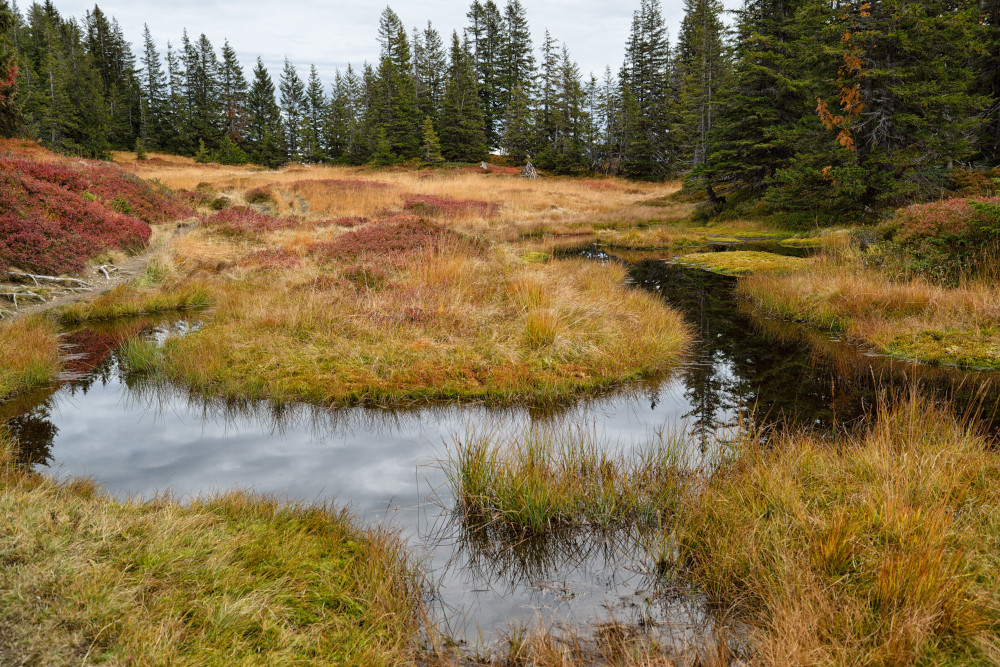 Hochmoor beim Wannenkopf