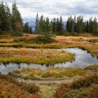 Hochmoor beim Wannenkopf.