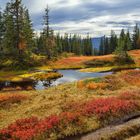 Hochmoor beim Wannenkopf