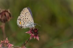 Hochmoor-Bläuling 