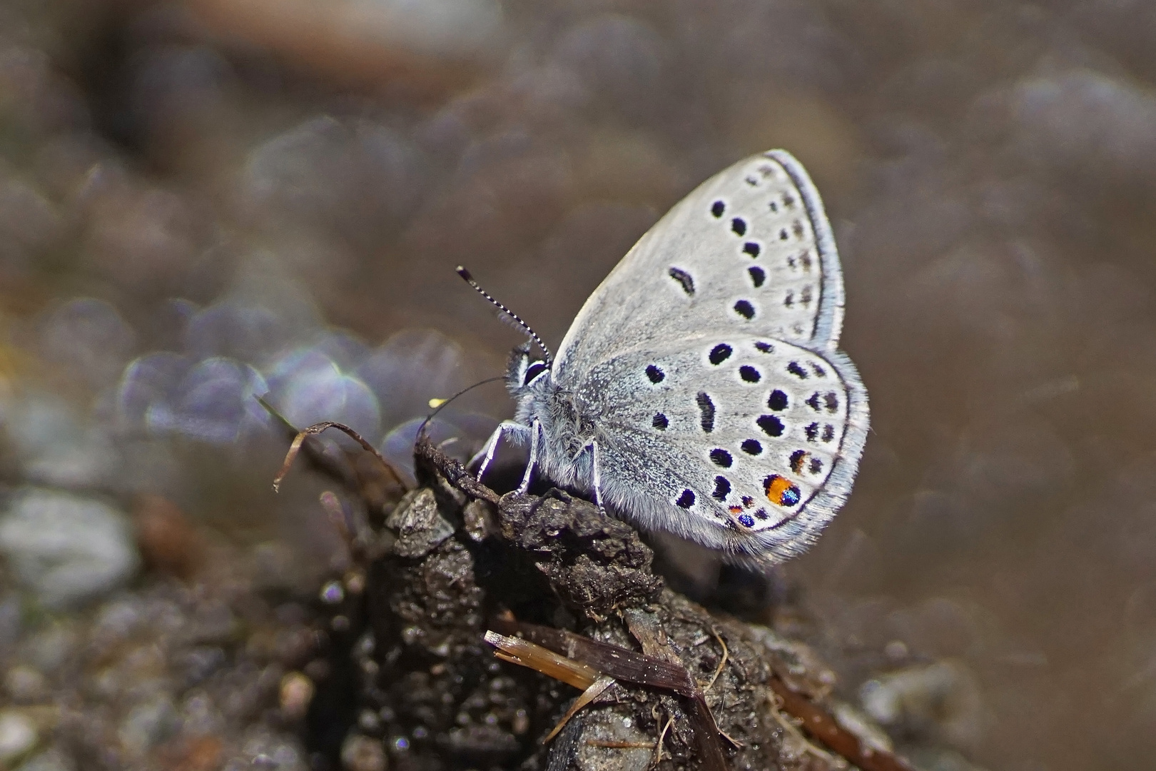 Hochmoor-Bläuling (Agriades optilete)