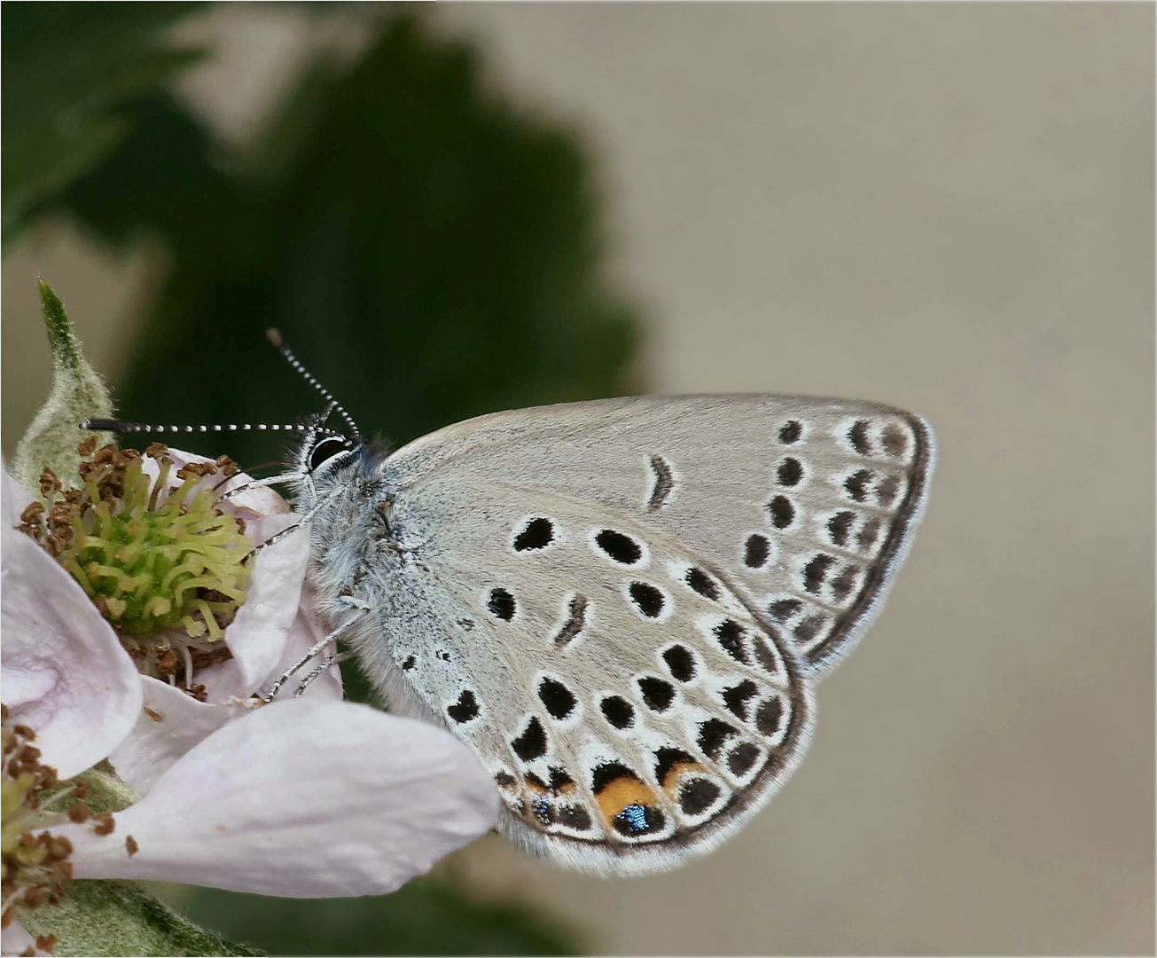 Hochmoor - Bläuling auf Brombeerblüte