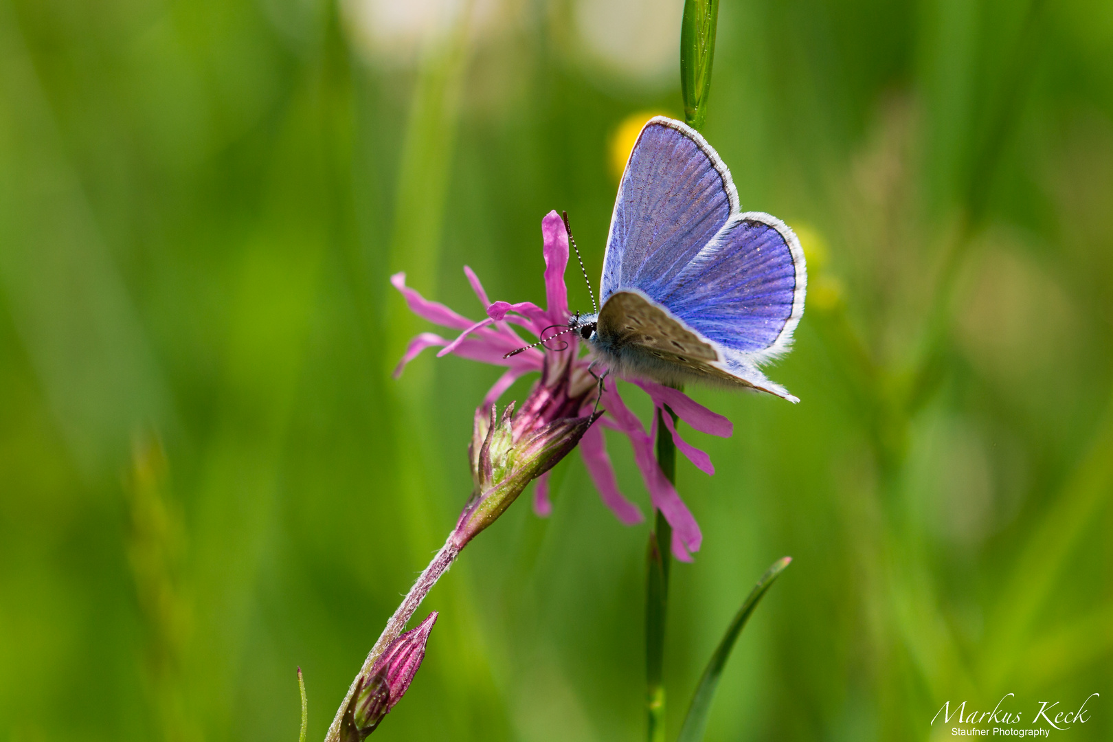 Hochmoor-Bläuling (Plebejus optilete)