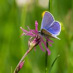 Hochmoor-Bläuling (Plebejus optilete)