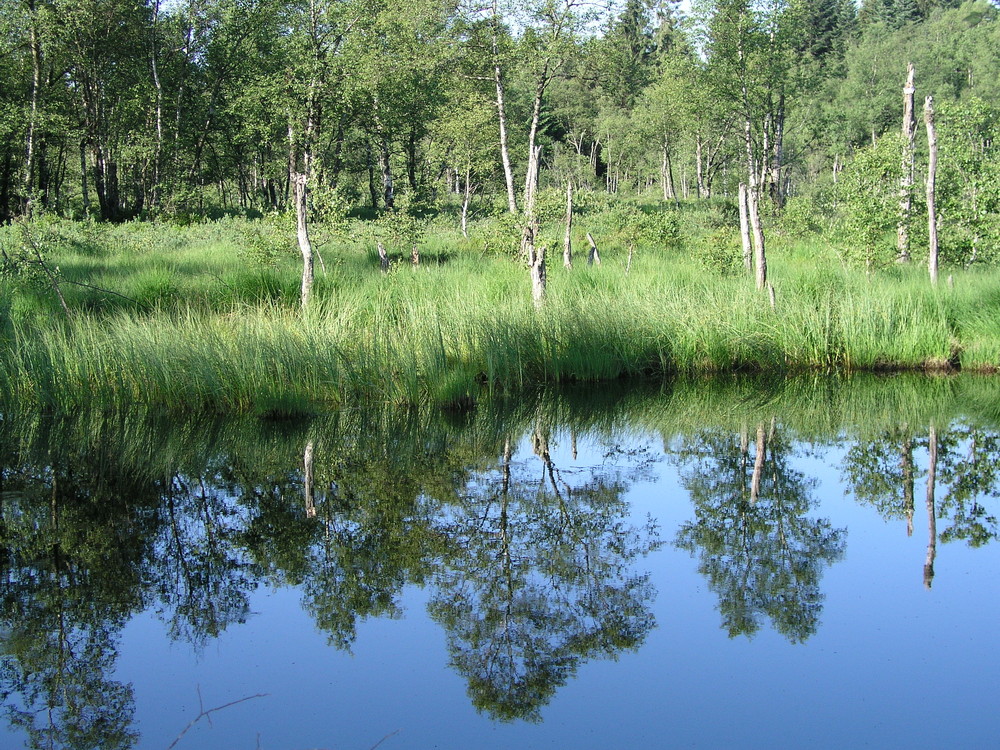 Hochmoor die II