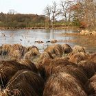 HOCHMOOR GEFROREN BEI ANDECHS