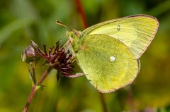 Hochmoor-Gelbling