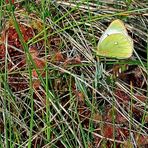 Hochmoor-Gelbling (Colias palaeno) ....