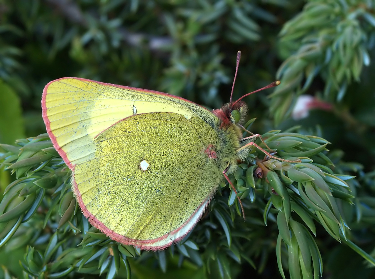 Hochmoor-Gelbling: Colias palaeno