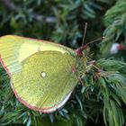 Hochmoor-Gelbling: Colias palaeno