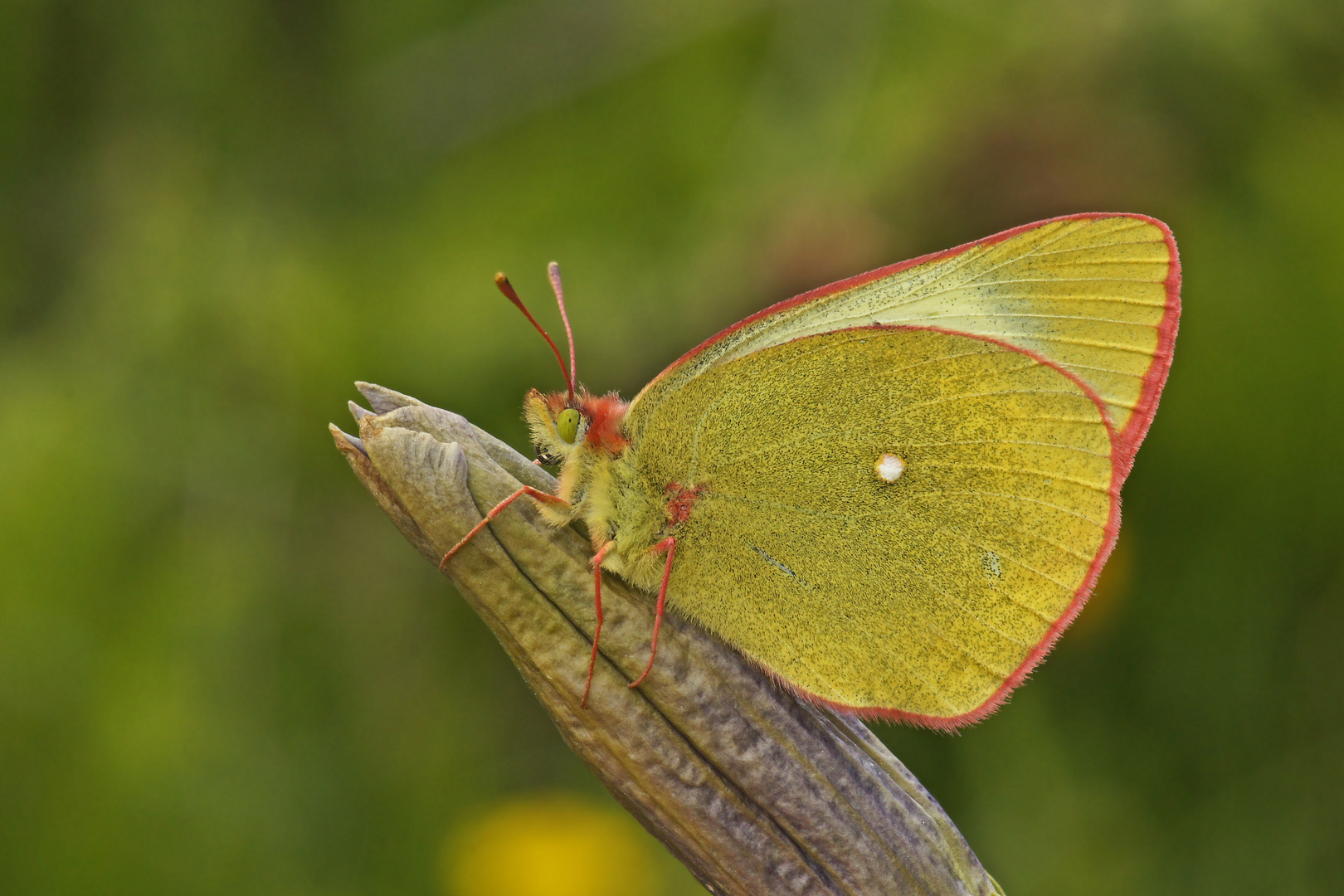 Hochmoor-Gelbling (Colias palaeno), Männchen