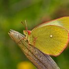 Hochmoor-Gelbling (Colias palaeno), Männchen