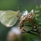 Hochmoor-Gelbling II