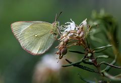 Hochmoor-Gelbling II