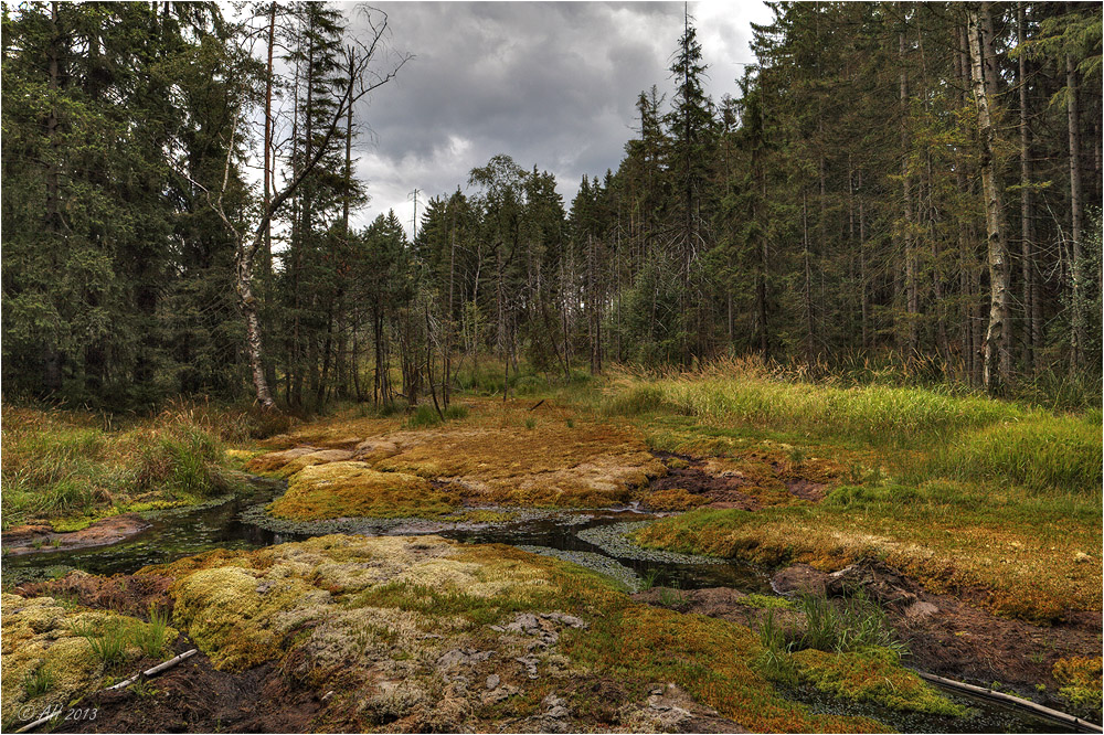 Hochmoor Grünheide