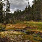 Hochmoor Grünheide