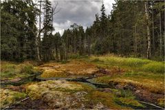 Hochmoor Grünheide